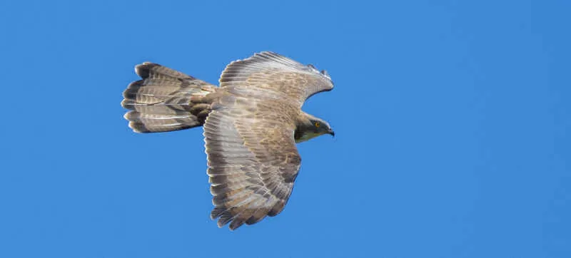 Two birds perched among green leaves in Galicia.