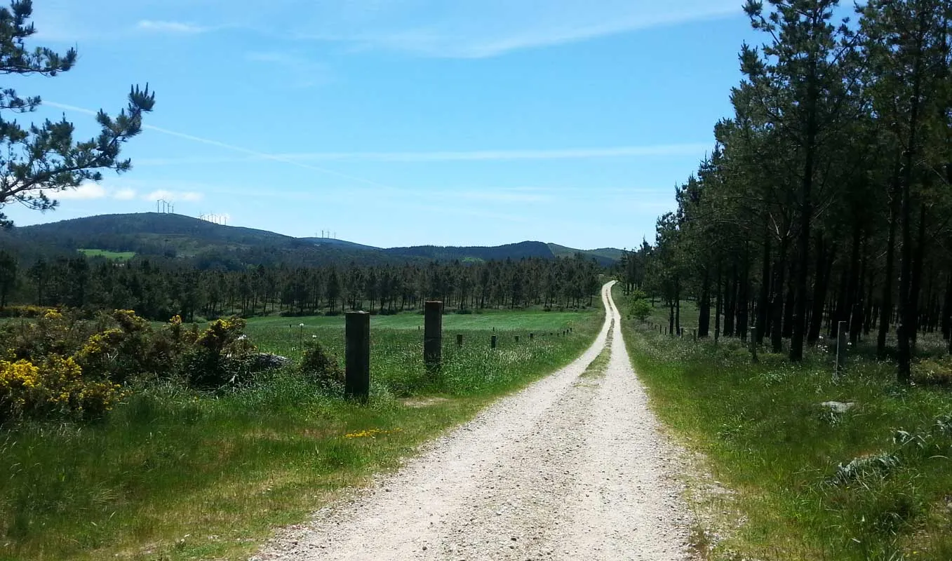 A quiet Camino road passing through a sunlit forest.