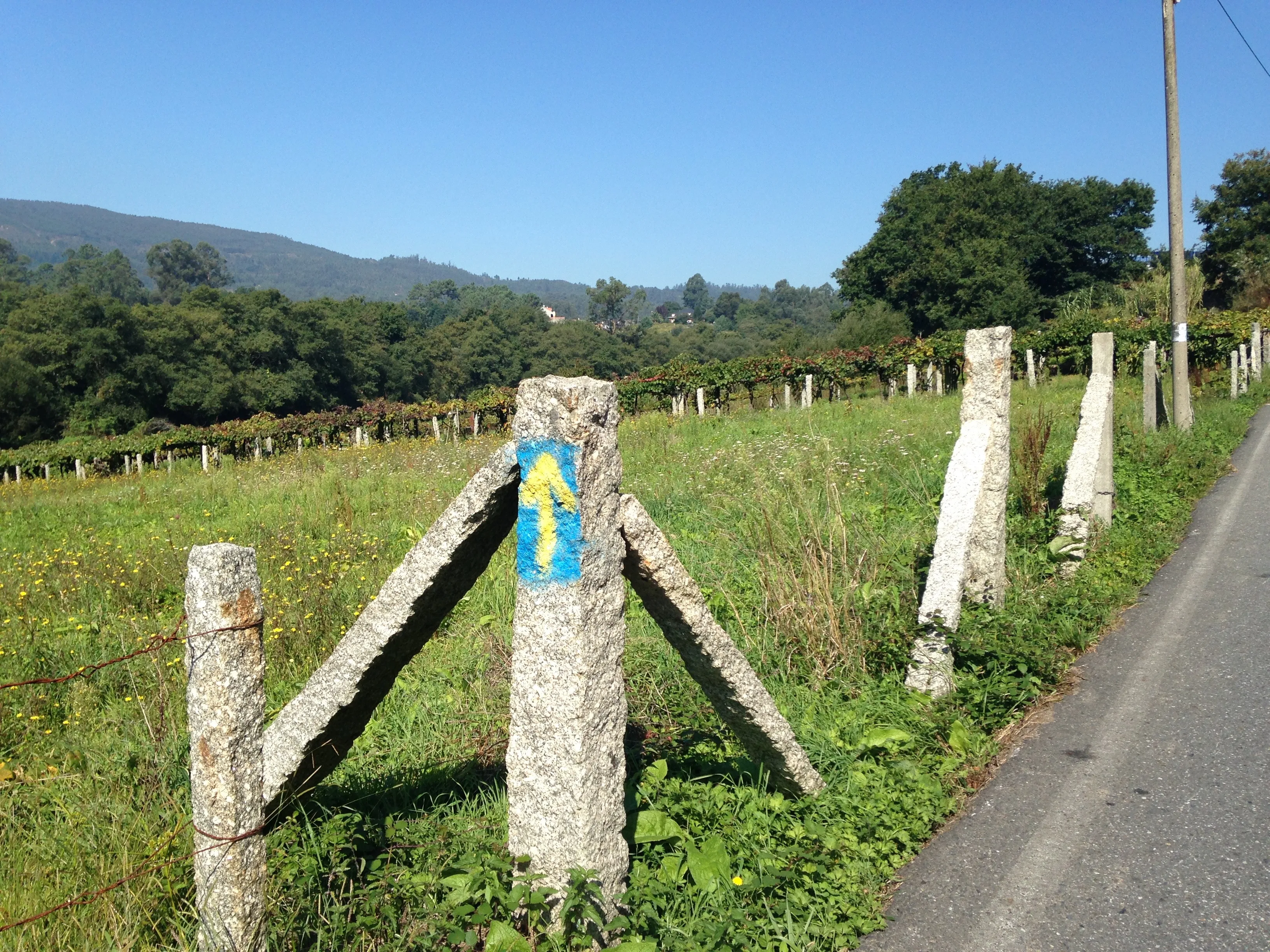 A yellow Camino arrow painted on a granite vineyard post beside the path.