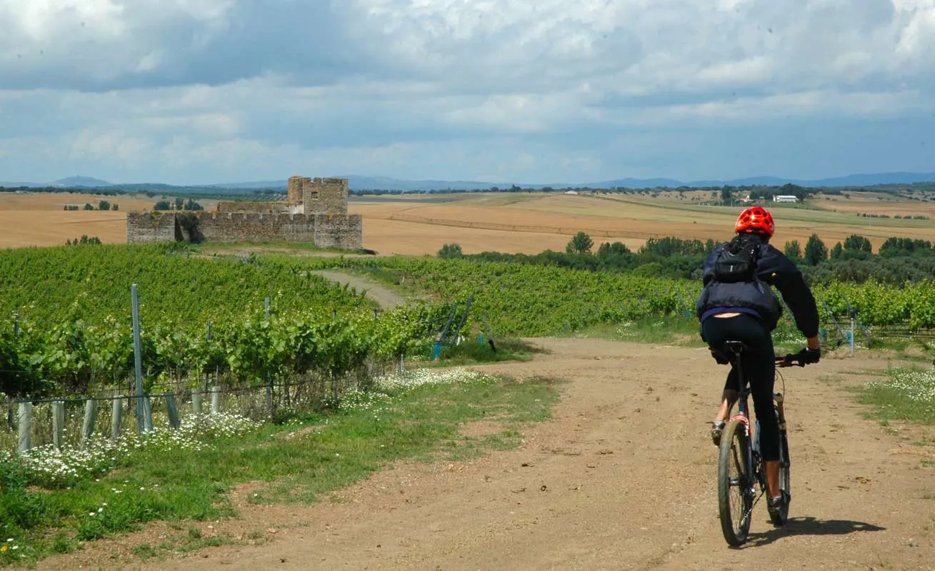 A Camino cyclist riding through vineyards beneath a hilltop castle.