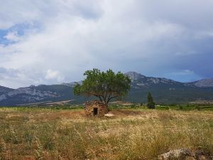 Walk 13 km (8 miles) from Logroño to Navarrete.
