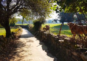 Walk 25 km to Palas de Rei.