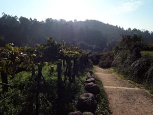 Vines growing beside a walking path in northwestern Iberia.