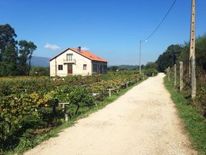 Cycle 37 km from Soutoxuste to Caldas de Reis.