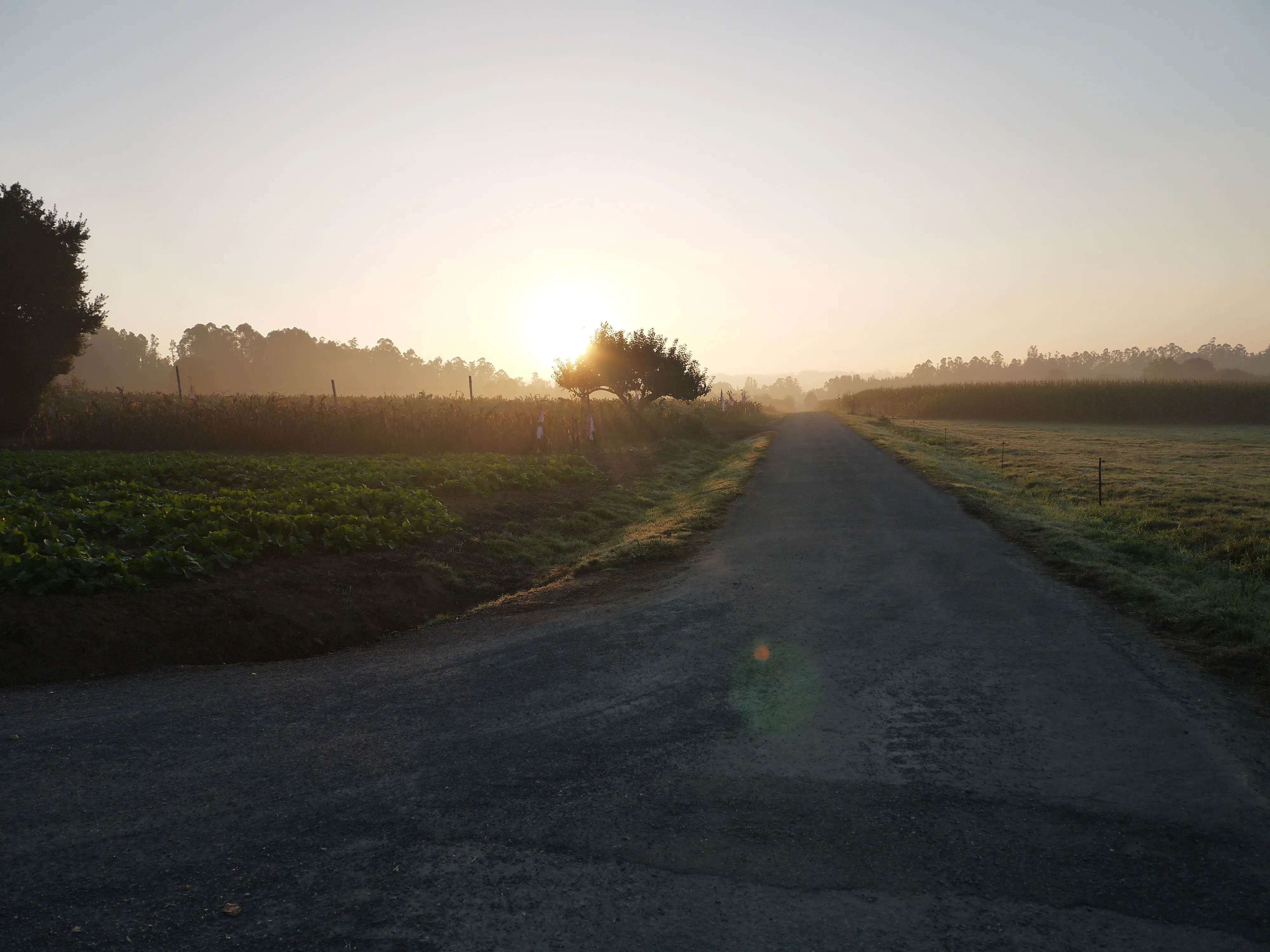 An open Camino road in the soft light of morning.