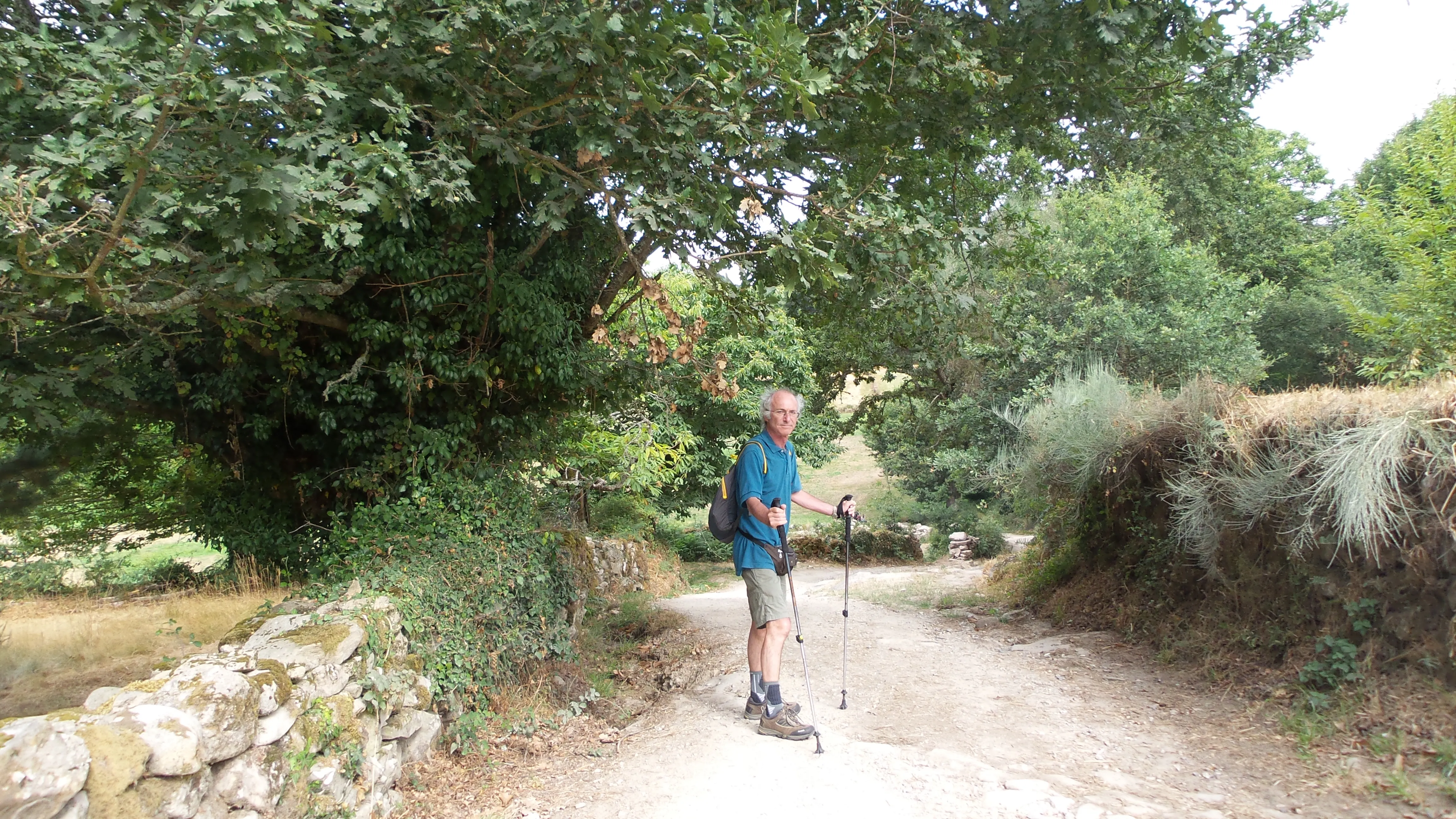 A walker using trekking poles on a shaded country section of the Camino.