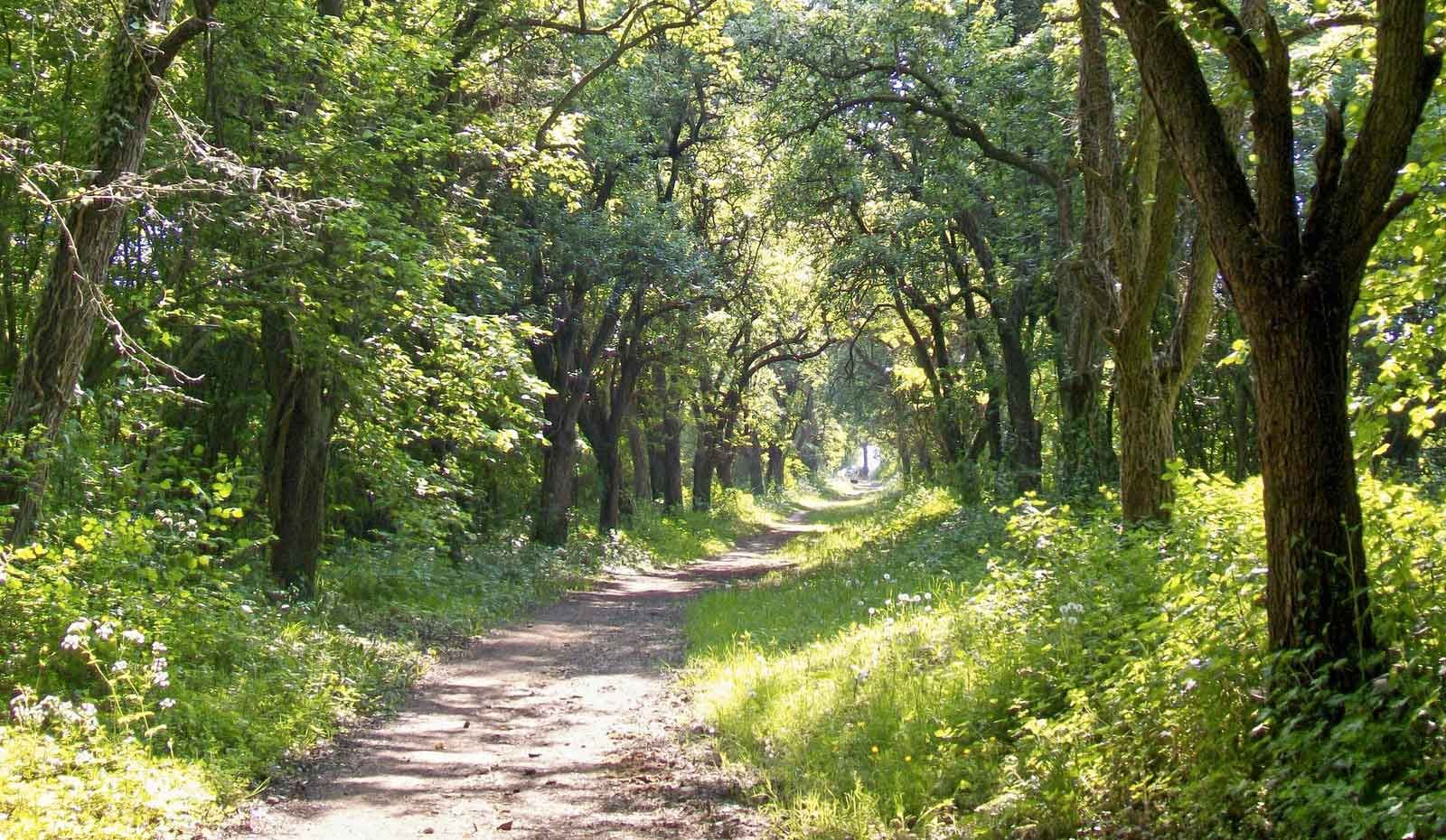 A sunlit woodland path on the Camino.
