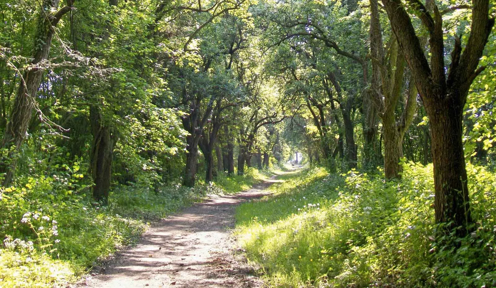 Pilgrims walking a wooded Camino path at a gentle pace