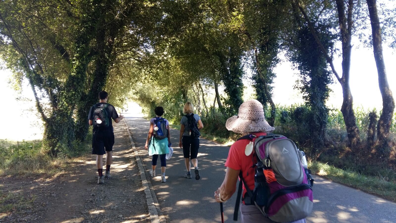 Pilgrims walking together along a tree-lined section of the French Way.