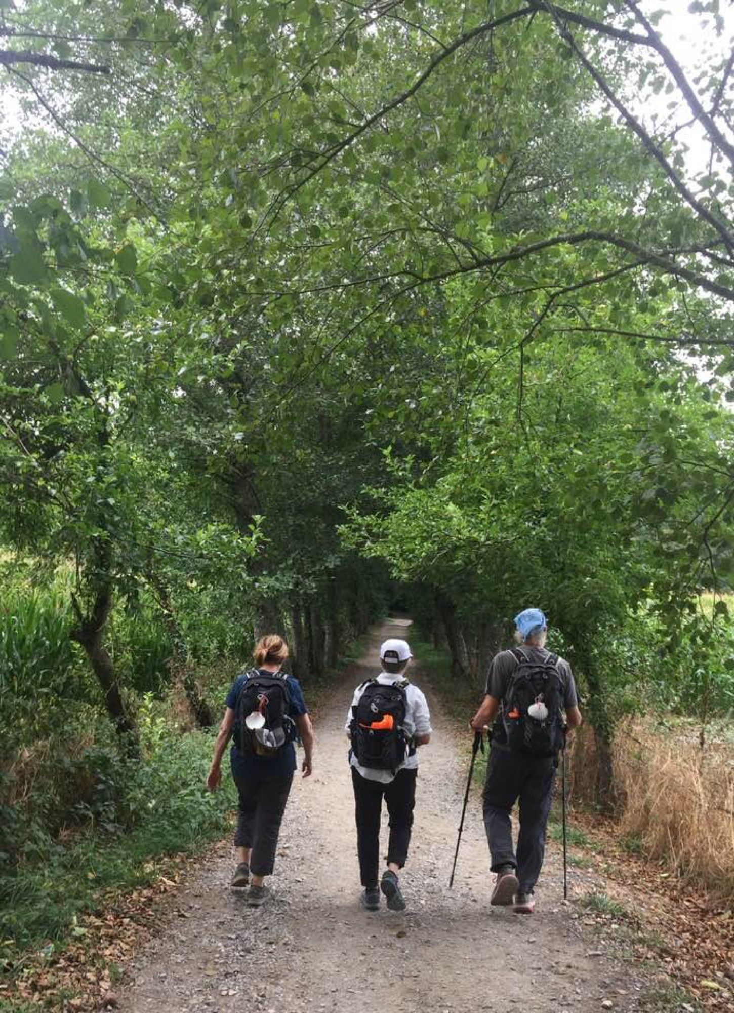 Three Camino travelers walking together along a wooded path in Galicia.