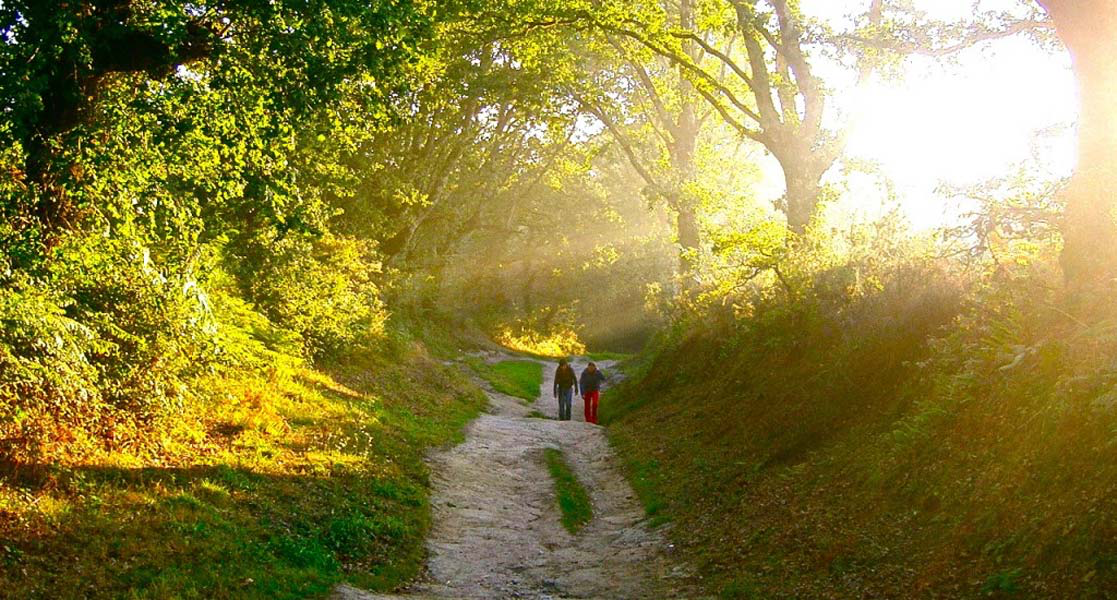 A wooded path on the French Way in Galicia.