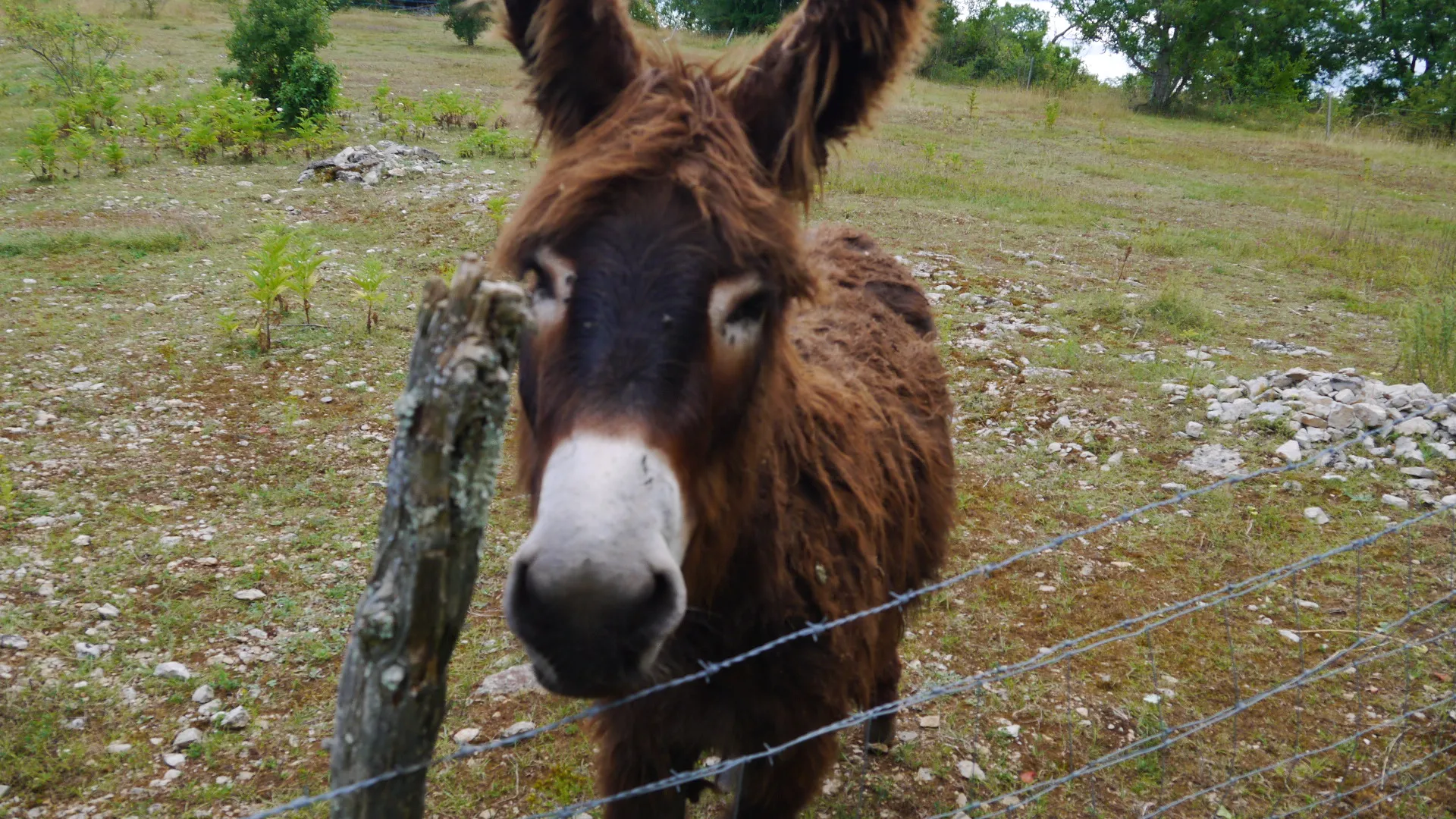 A donkey standing beside a rural fence, recalling the pack animals used by muleteers.