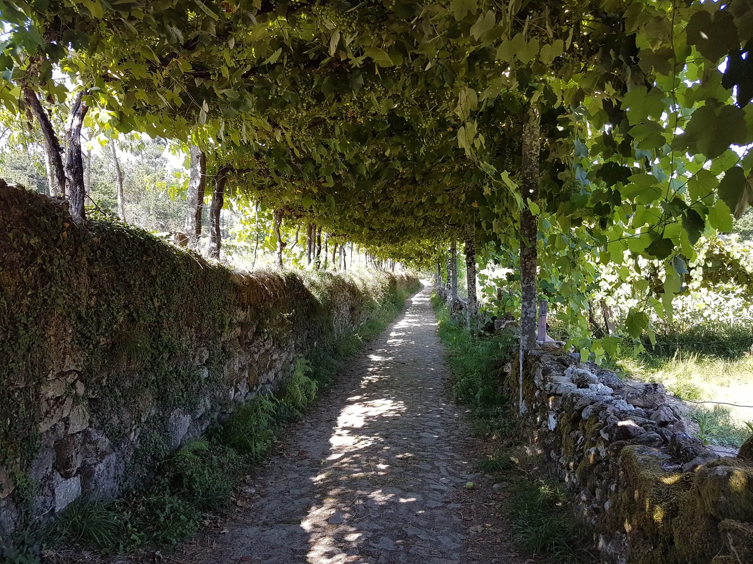 A Camino path through the green landscapes of the Portuguese Way.