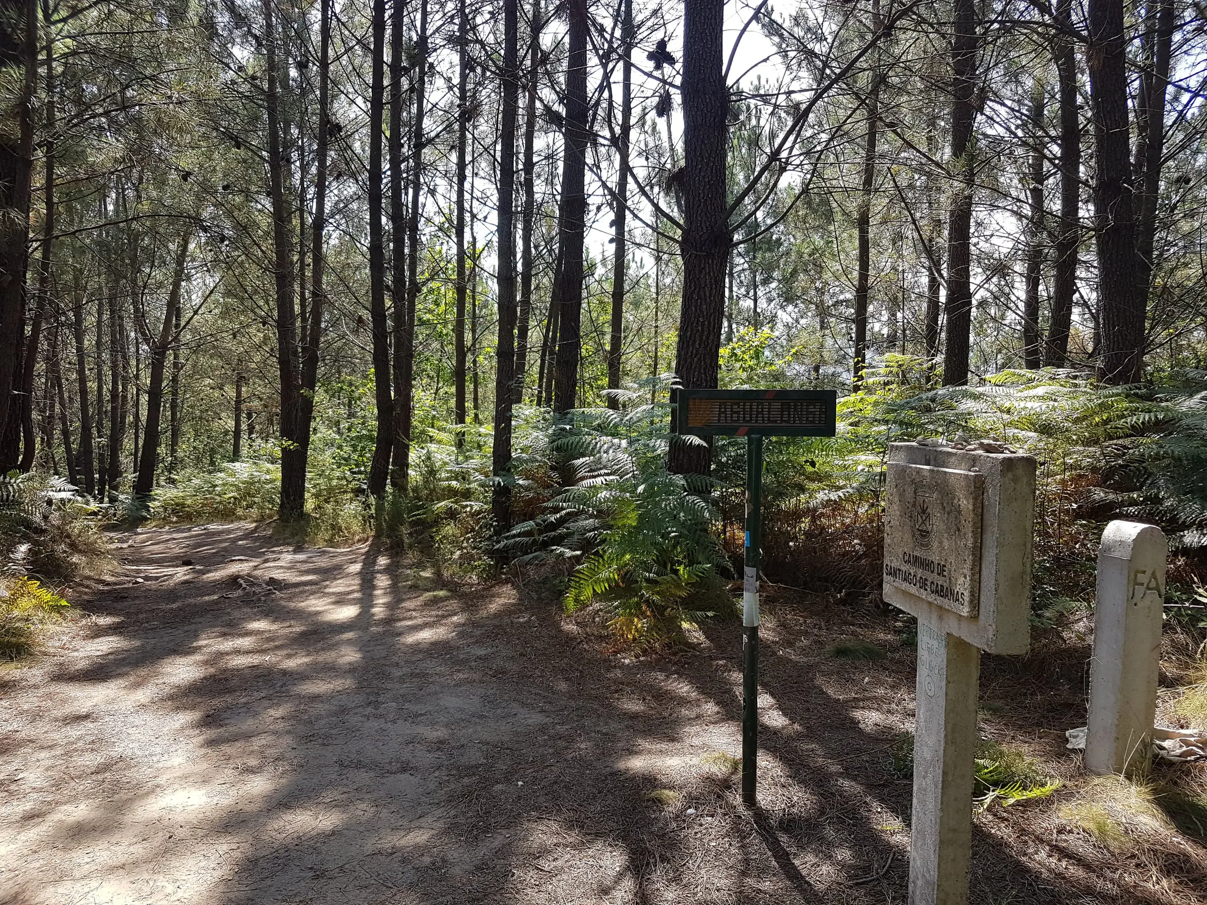 A sunlit woodland path and Camino marker on the Portuguese Way.
