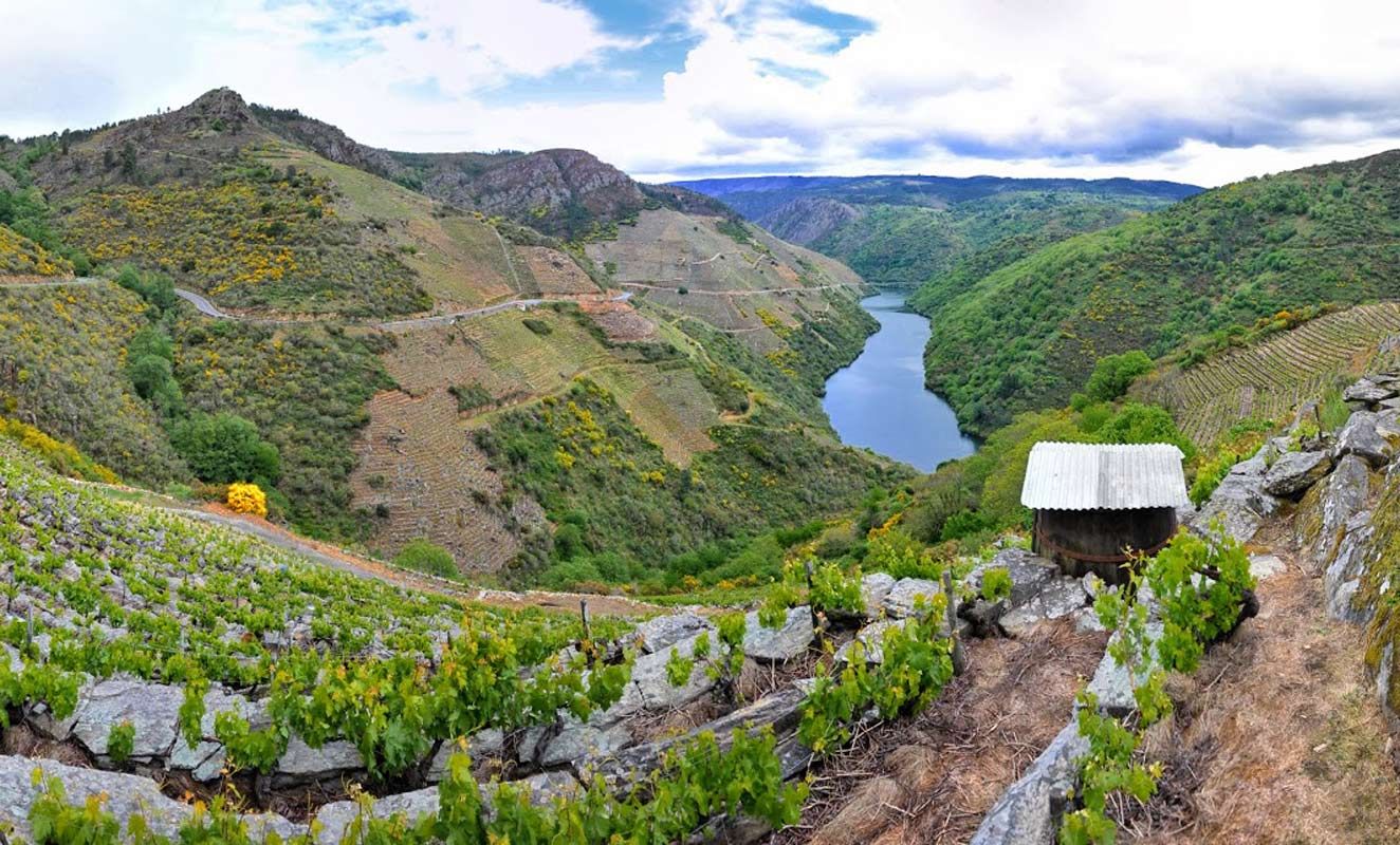 Terraced vineyards descending toward the river canyon in the Ribeira Sacra.