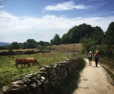 Pilgrims walking together along a green Camino path in Galicia.