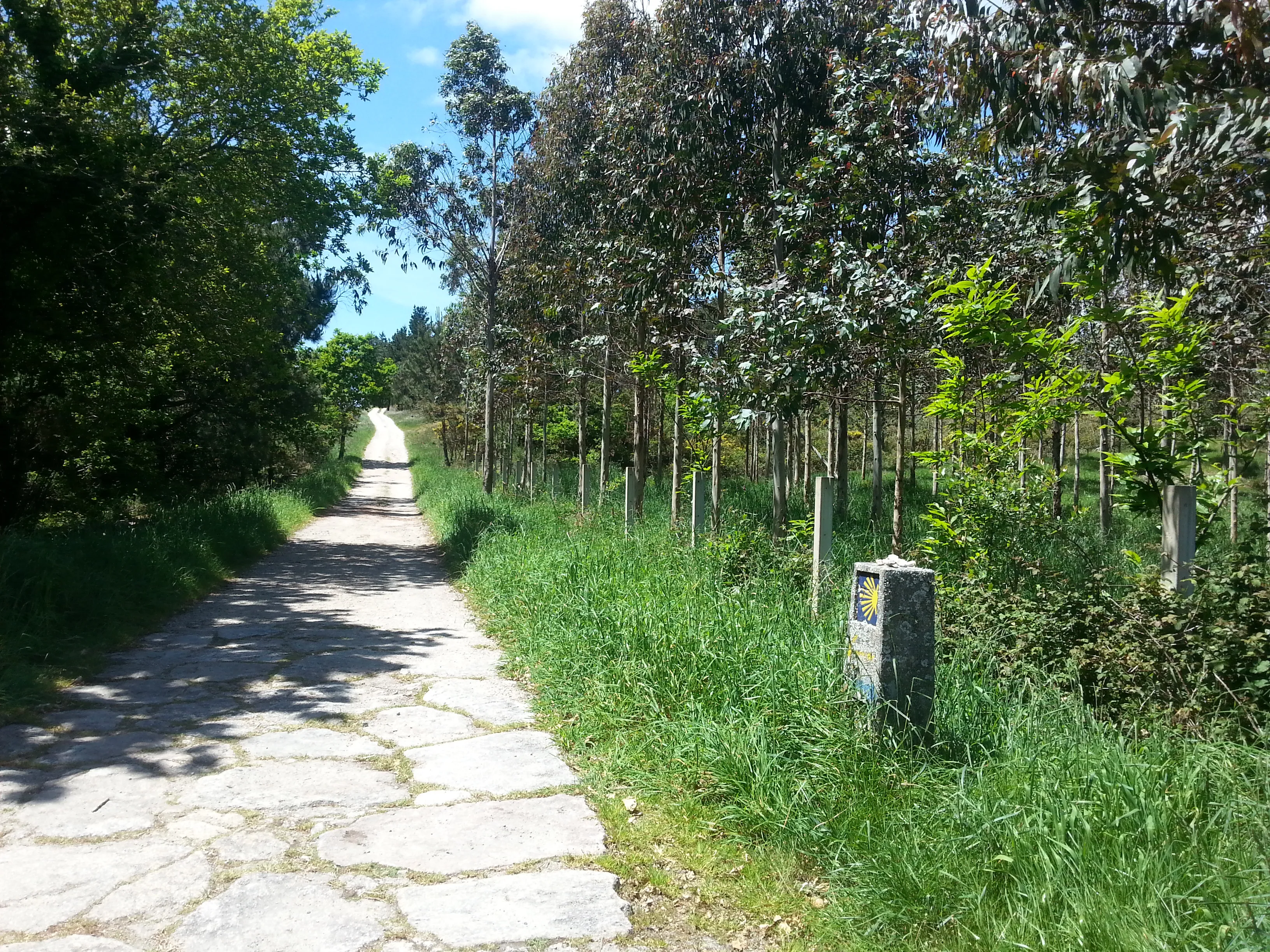 Two independent pilgrims walking along a sunlit forest path.