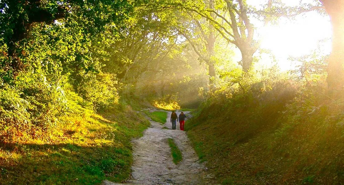 Two independent pilgrims walking along a sunlit forest path.
