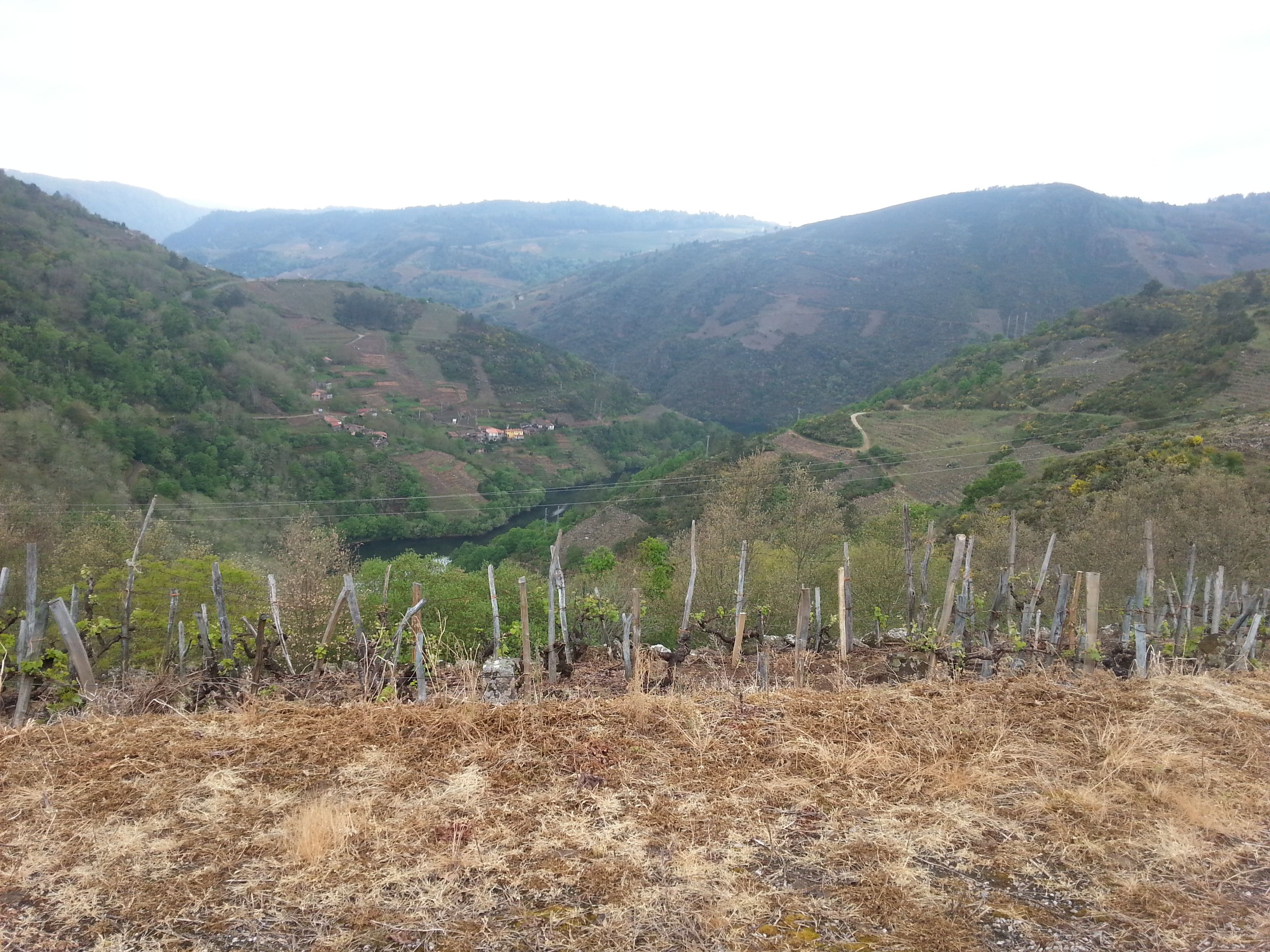 Vineyards descending through the Ribeira Sacra landscape.